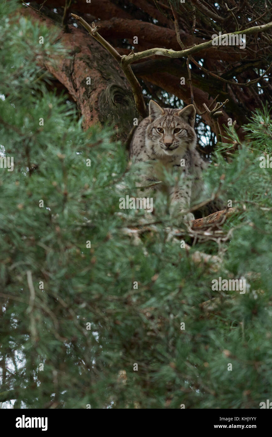 Eurasian Lynx / Eurasischer Luchs ( Lynx lynx ) climbing / sitting / hiding high up in a pine tree, watching down, looks like hunting, Europe. Stock Photo