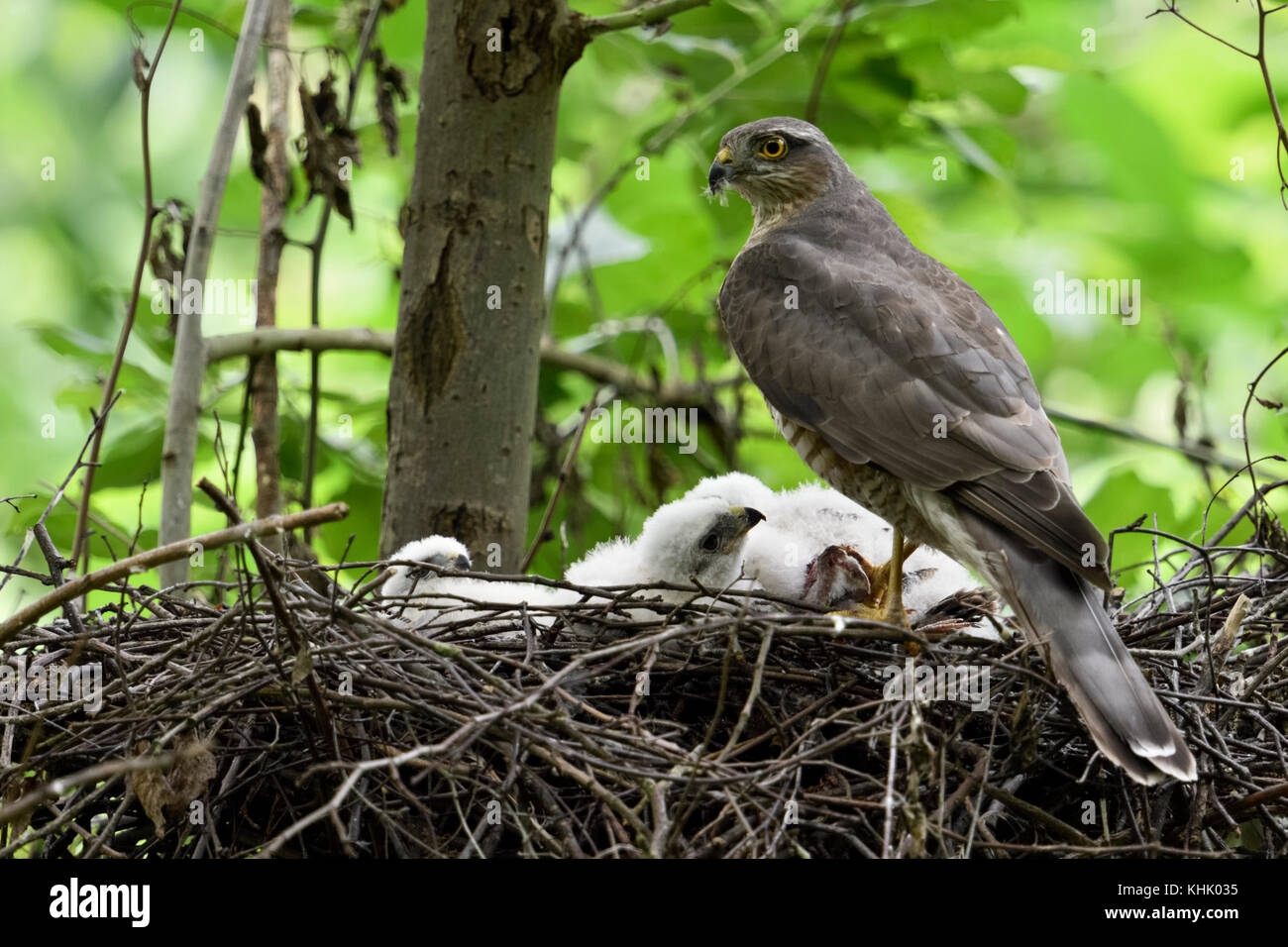 Sparrowhawk ( Accipiter nisus ), adult female, perched with prey on the edge of nest, caring for its chicks, watching attentively, wildlife, Europe. Stock Photo