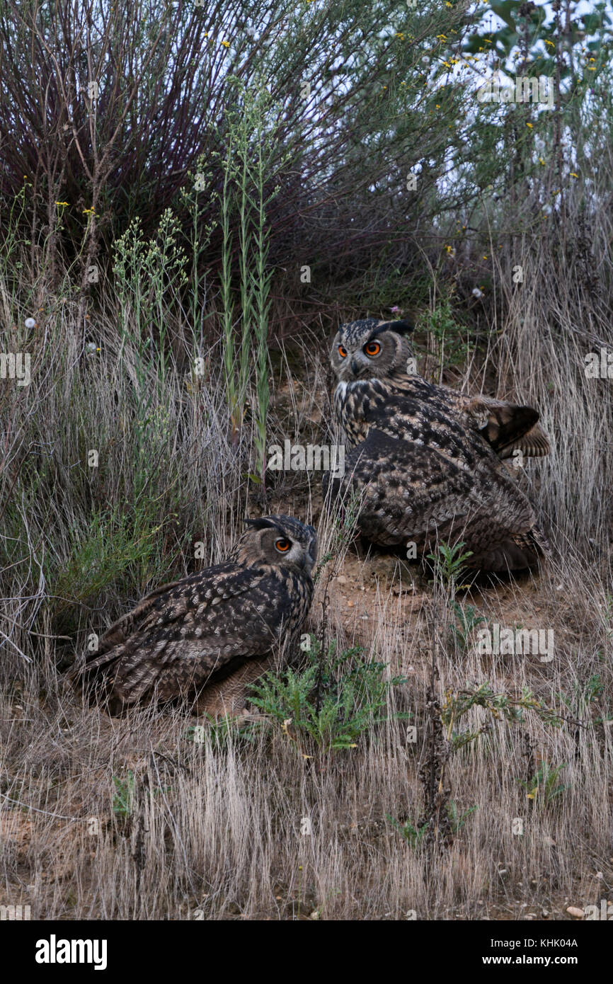 Eurasian Eagle Owls / Uhus ( Bubo bubo ) perched in dry grass in a slope of a gravel pit, at dusk, nightfall, bright orange eyes, wildlife, Europe. Stock Photo