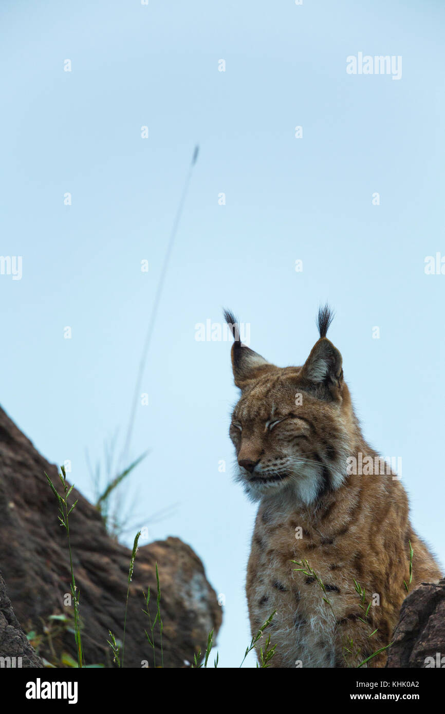 Eurasian lynx (Lynx lynx) Stock Photo