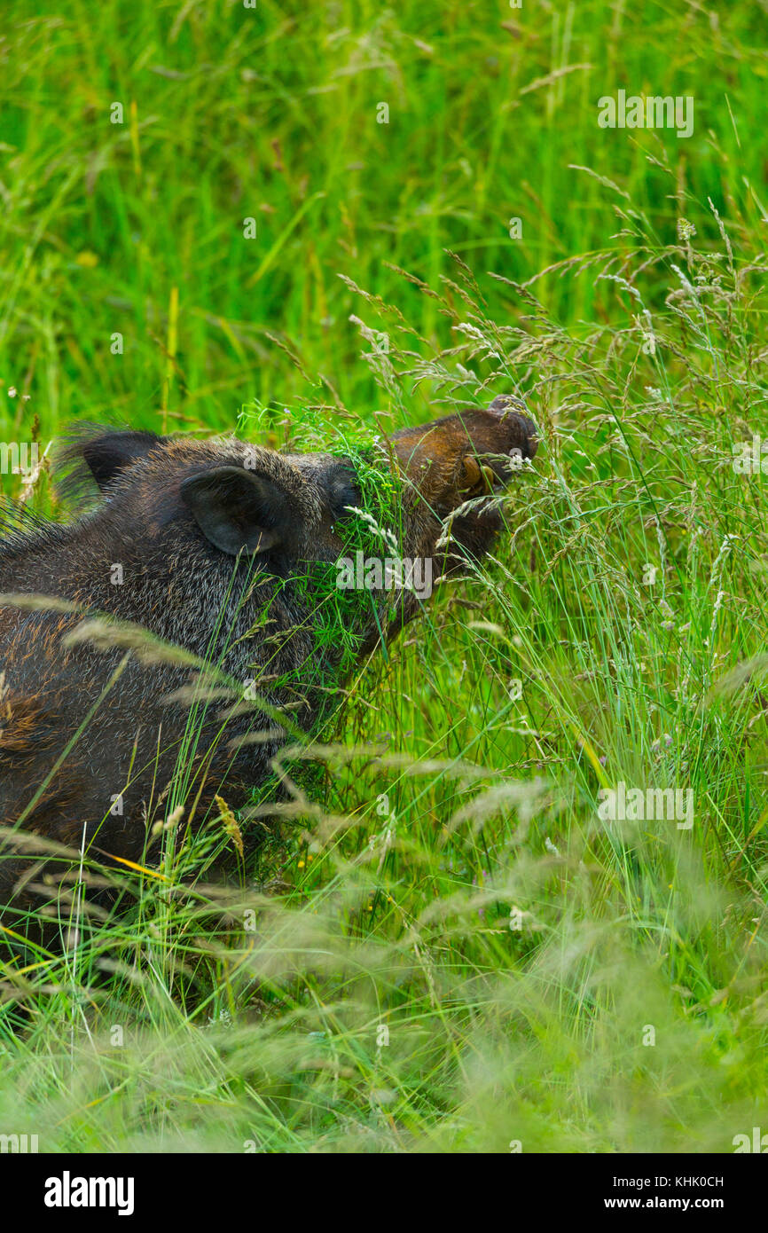 Wild boar or Wild pig (Sus scrofa) Stock Photo