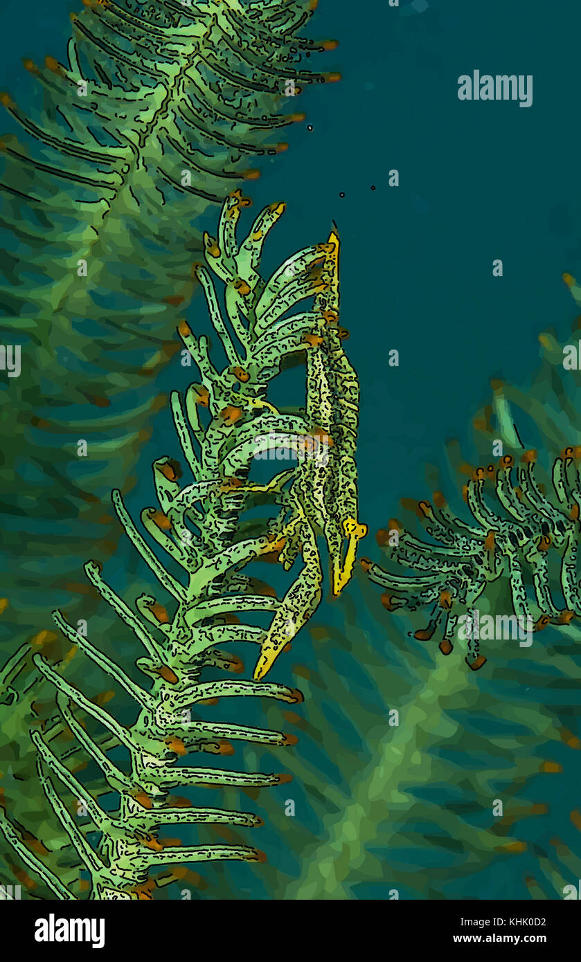 A green and yellow crinoid shrimp standing alert on a matching feather star. Stock Photo