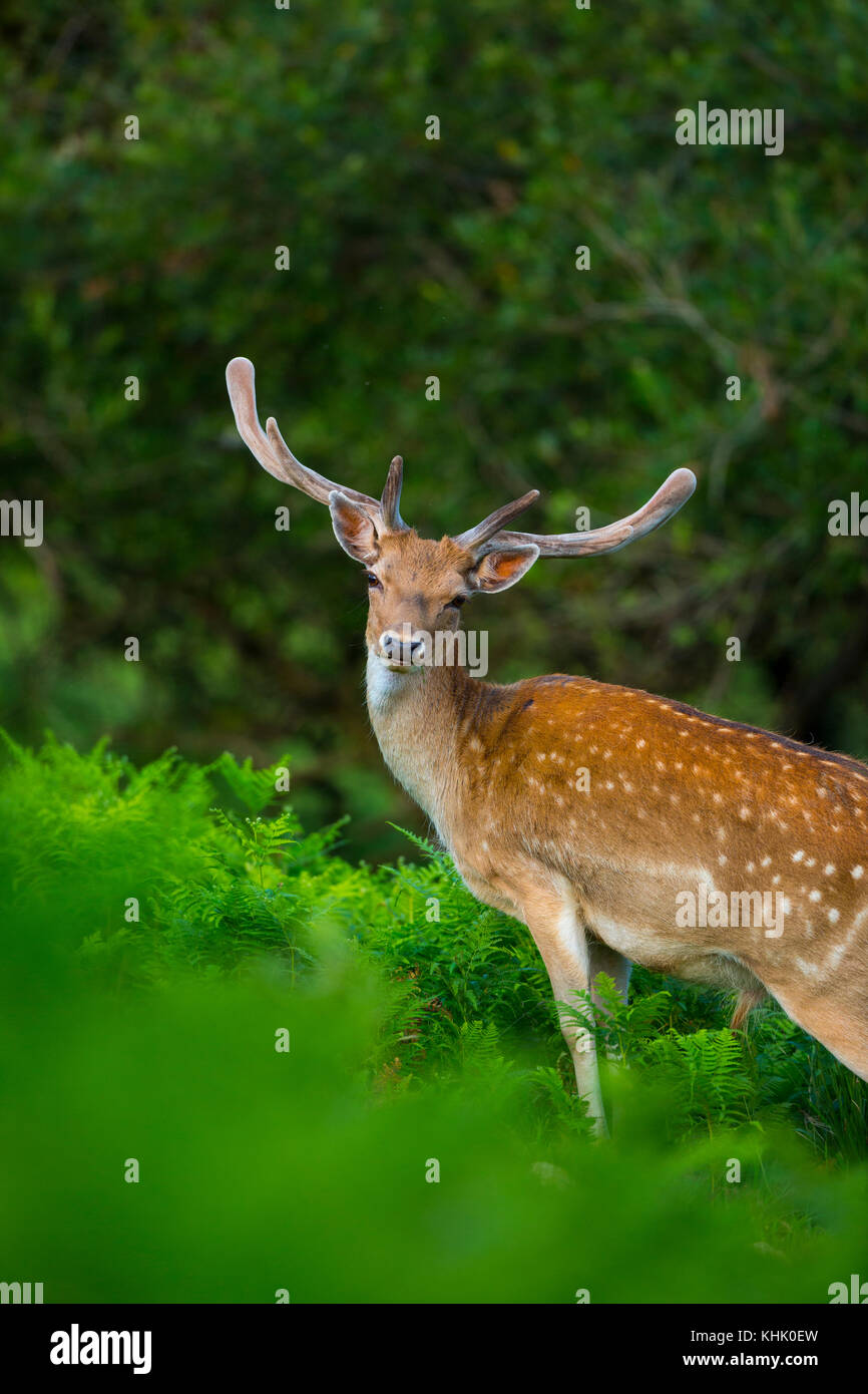 Fallow deer (Dama dama) Stock Photo