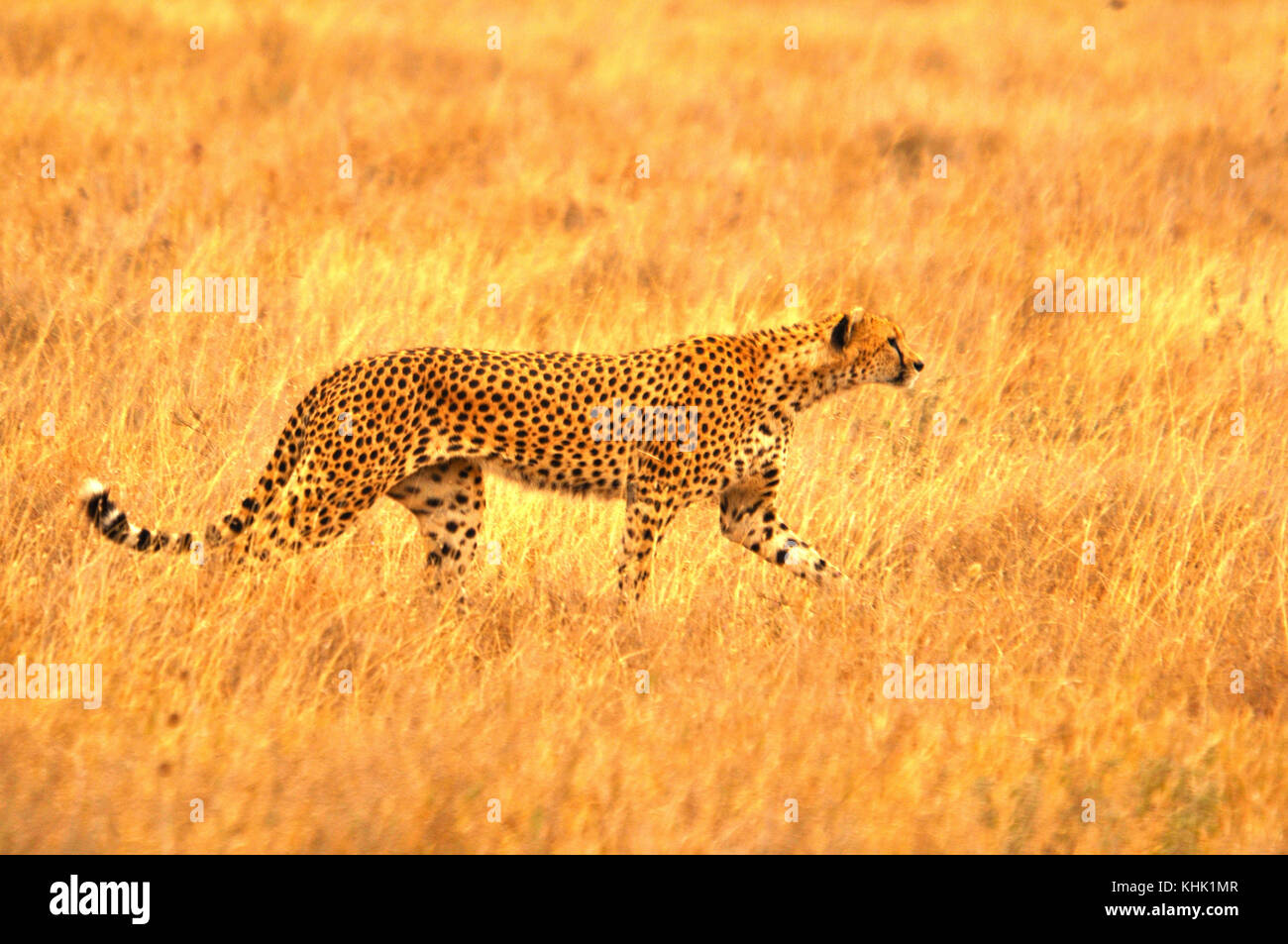 Cheetah (Acinonyx jubatus) hunting in savannah grass, side on view. Taken in the Serengeti, Tanzania Stock Photo
