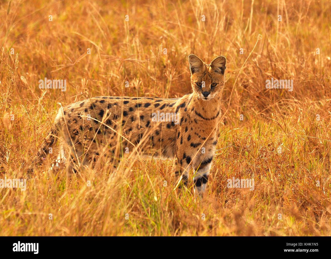 Serval cat (Leptailurus serval) walking through savannah grass hunting
