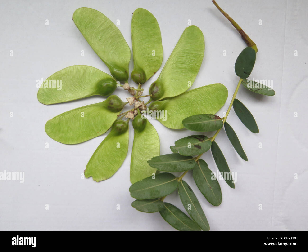 Close-up of seedpods on The South American tipu tree (Tipuana tipu). Stock Photo