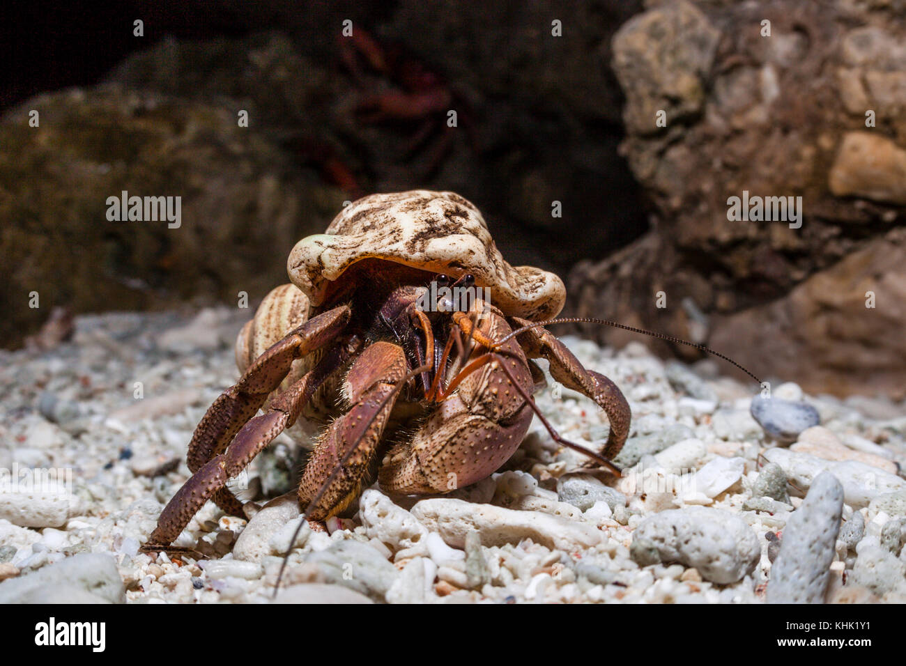 Land hermit crab australia hi-res stock photography and images - Alamy