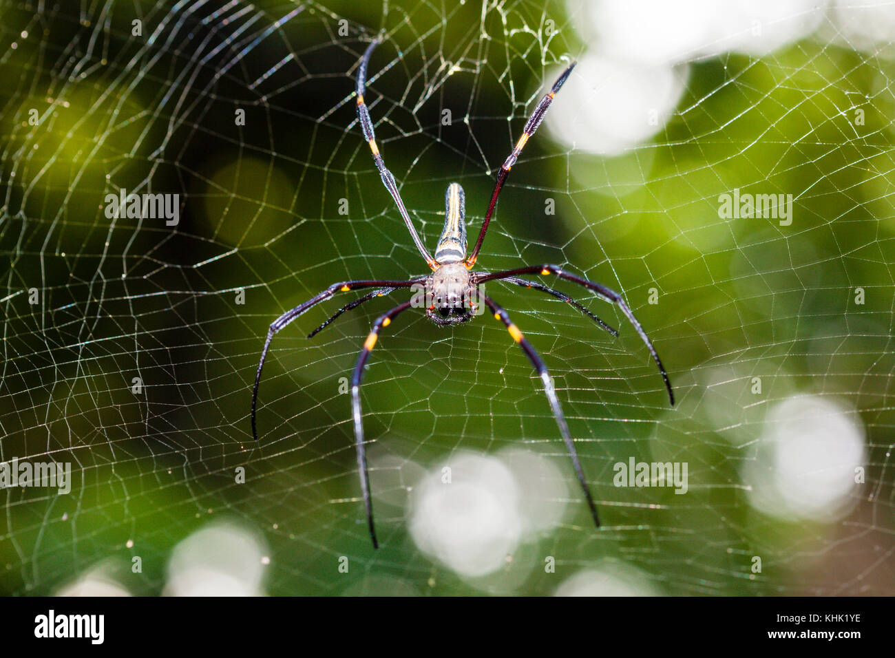 Silk Orb-Weaver Spider, Nephila sp., Christmas Island, Australia Stock Photo