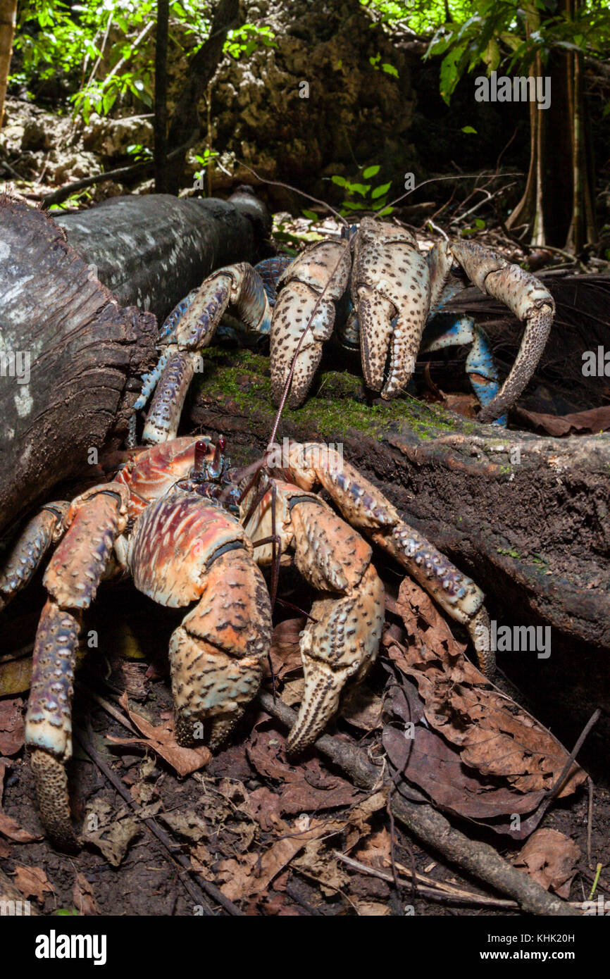 Robber Crab in Rain Forest, Birgus latro, Christmas Island, Australia Stock Photo