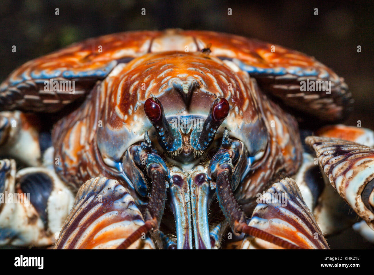 Close up of Robber Crab, Birgus latro, Christmas Island, Australia