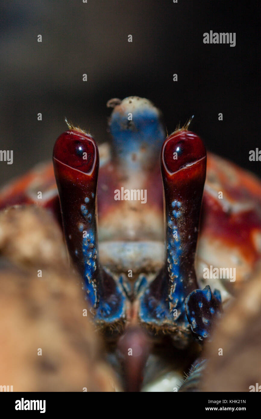Crab Eye High Resolution Stock Photography and Images Alamy