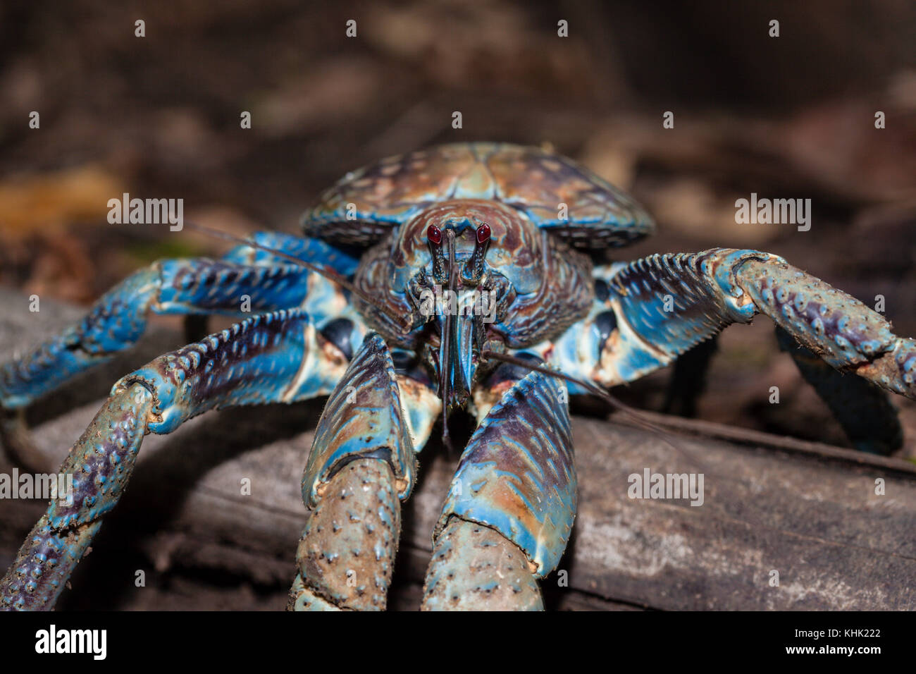 Robber Crab in Rain Forest, Birgus latro, Christmas Island, Australia Stock Photo