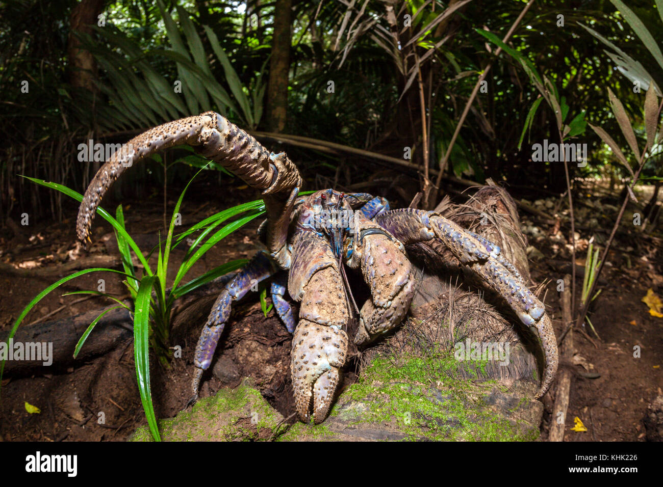Robber Crab in Rain Forest, Birgus latro, Christmas Island, Australia Stock Photo