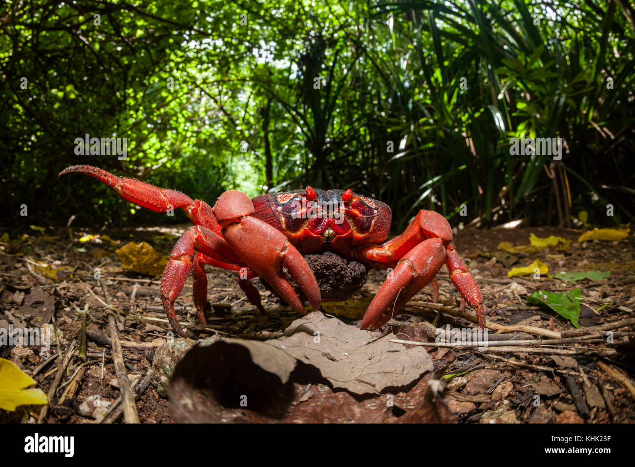 Christmas Island Red Crab carring ist eggs, Gecarcoidea natalis, Christmas Island, Australia Stock Photo