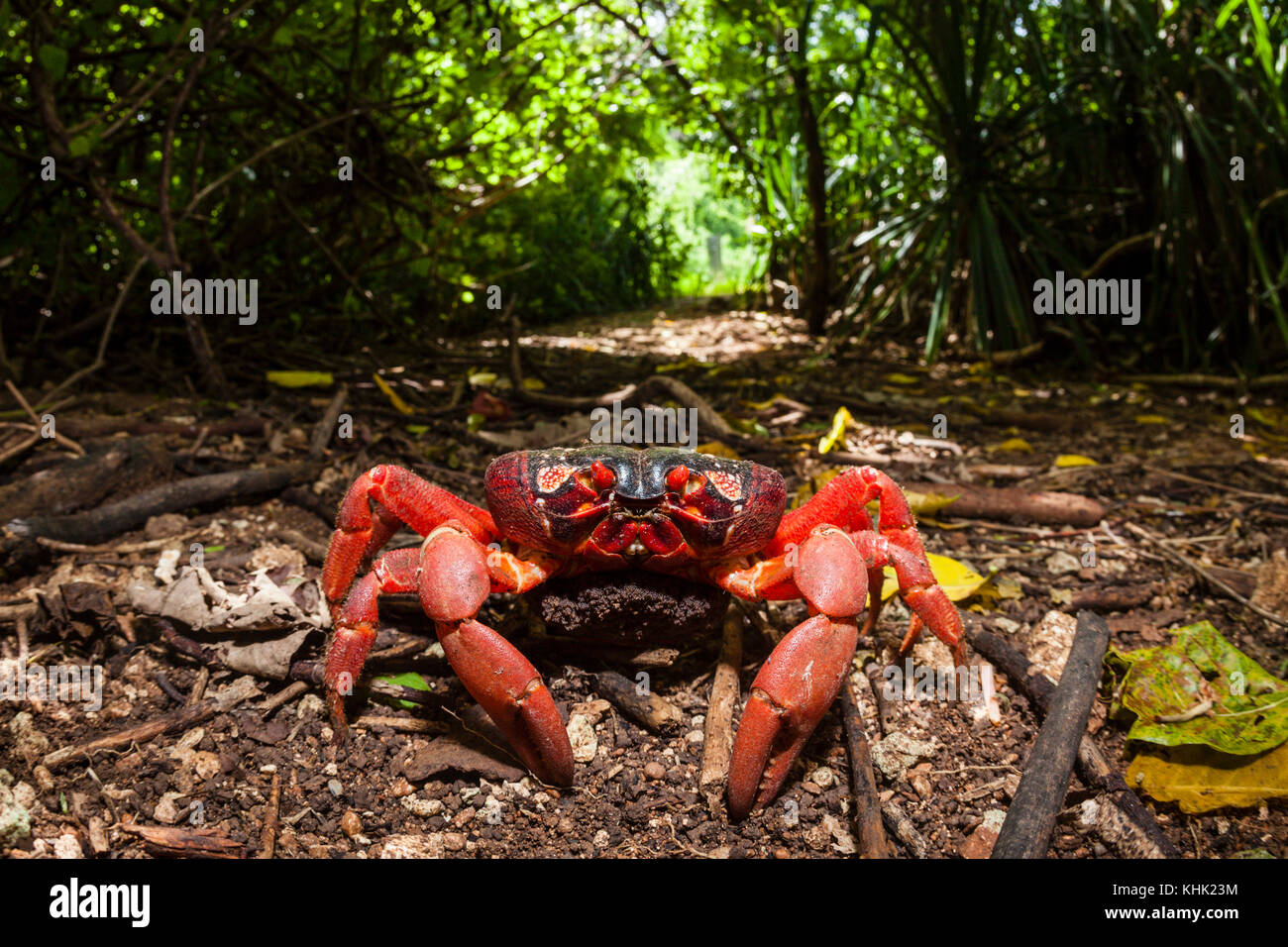 Christmas Island Red Crab carring ist eggs, Gecarcoidea natalis, Christmas Island, Australia Stock Photo