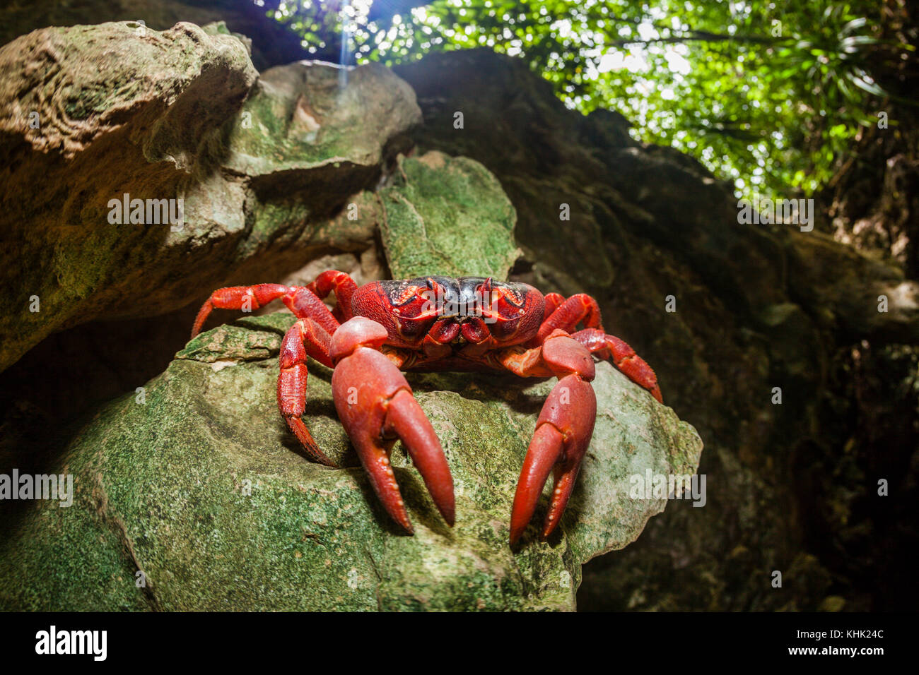 Christmas Island Red Crab in Rain Forest, Gecarcoidea natalis, Christmas Island, Australia Stock Photo