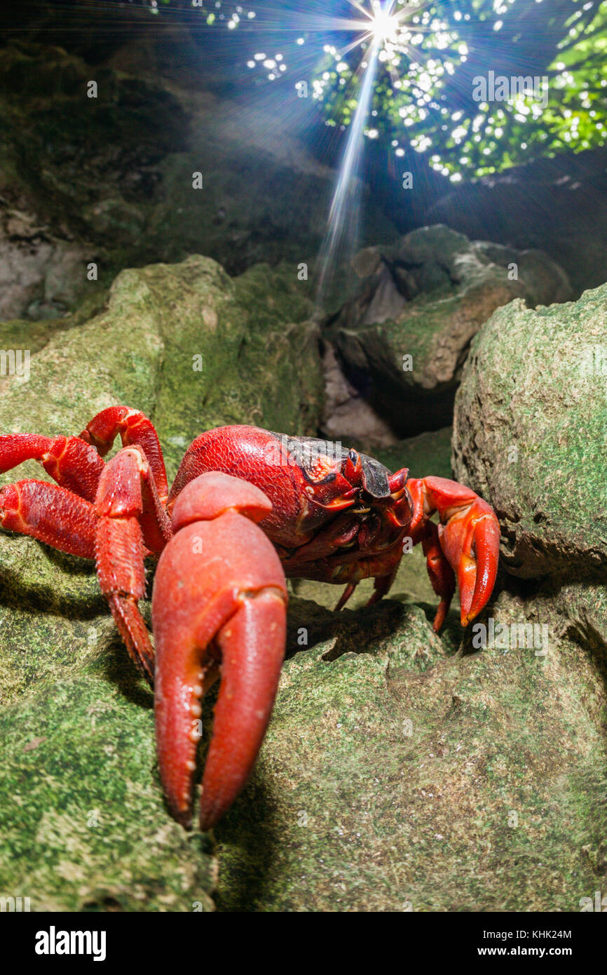 Christmas Island Red Crab in Rain Forest, Gecarcoidea natalis, Christmas Island, Australia Stock Photo