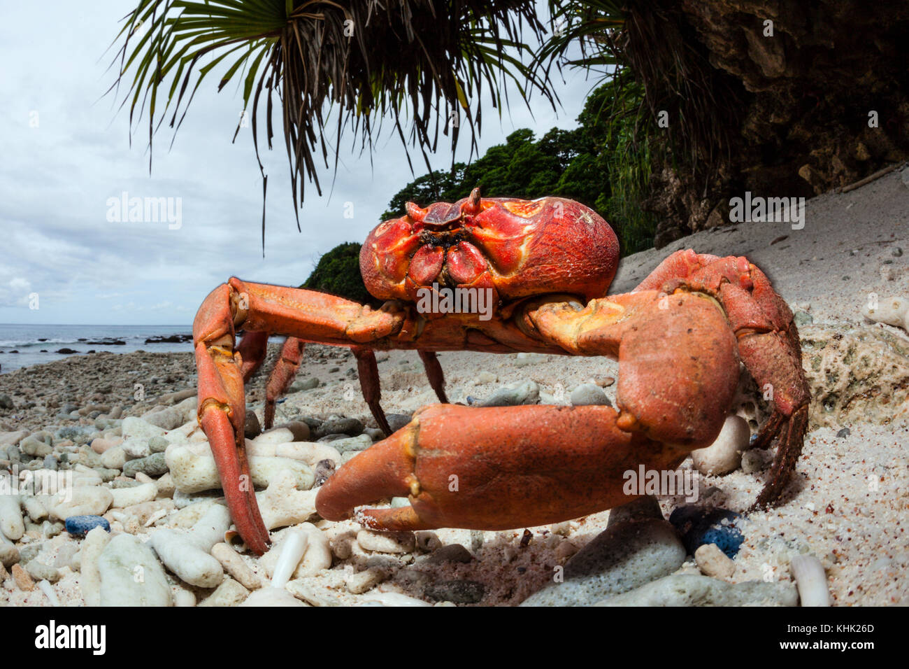 Christmas Island Red Crab at Ethel Beach, Gecarcoidea natalis, Christmas Island, Australia Stock Photo