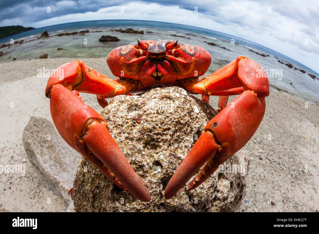 Christmas Island Red Crab at Ethel Beach, Gecarcoidea natalis