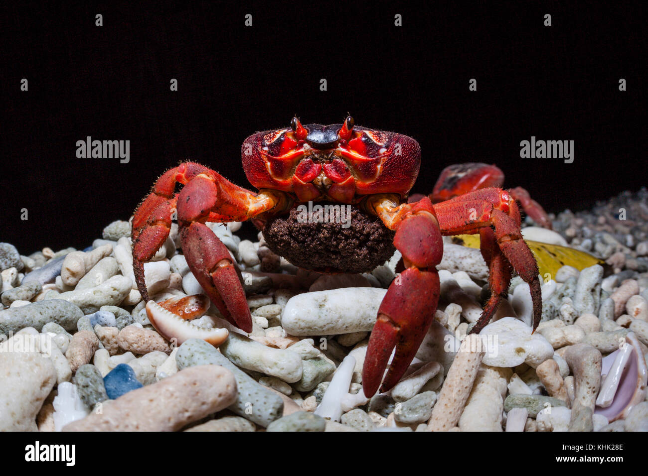Christmas Island Red Crab migrate for spawning, Gecarcoidea natalis, Christmas Island, Australia Stock Photo