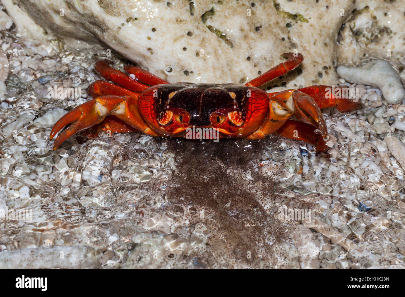 Christmas Island Red Crab release eggs into ocean, Gecarcoidea natalis