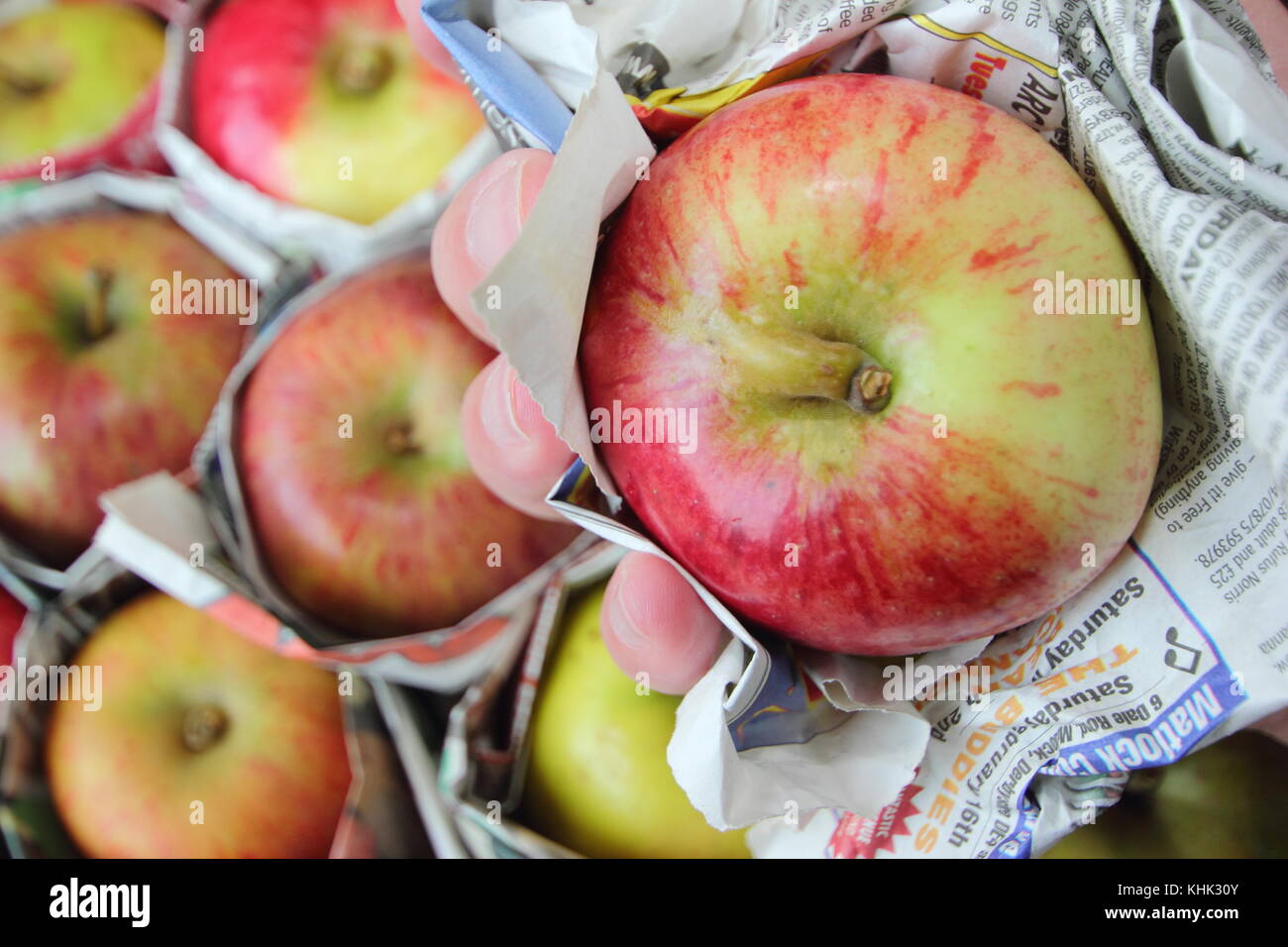 Fresh apples (malus domestica) individually wrapped in newspaper and stored in wooden tray to help prevent rotting during storage Stock Photo