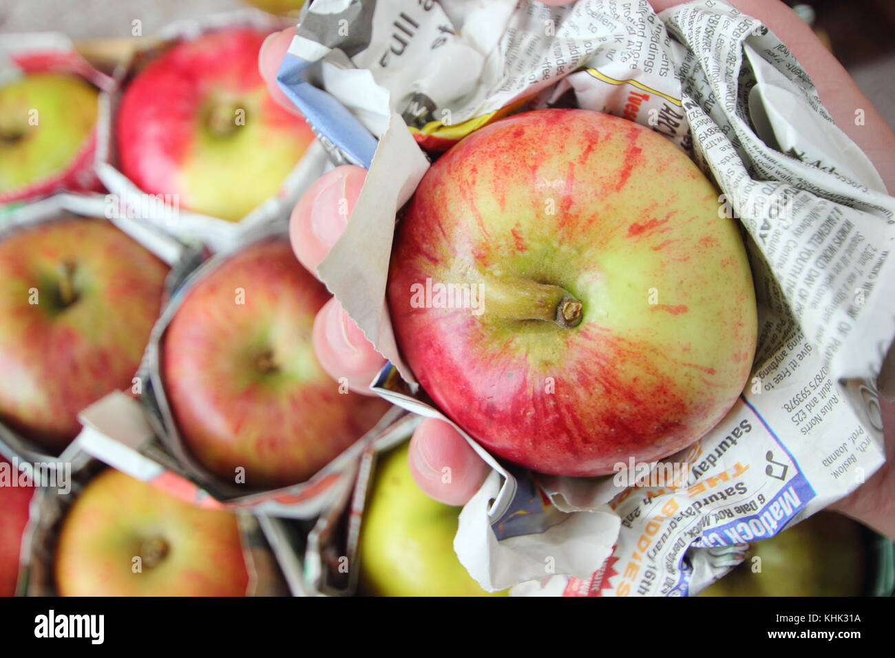 Fresh apples (malus domestica) individually wrapped in newspaper and stored in wooden tray to help prevent rotting during storage Stock Photo