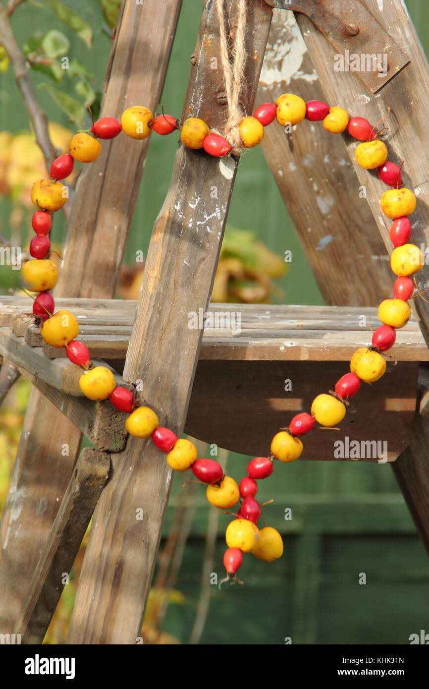 Home made heart shaped bird feeder with crab apples and rose hips in an English garden on a bright autumn day, UK Stock Photo