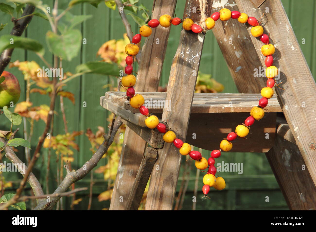 Apple Bird Feeder Stock Photos Apple Bird Feeder Stock Images