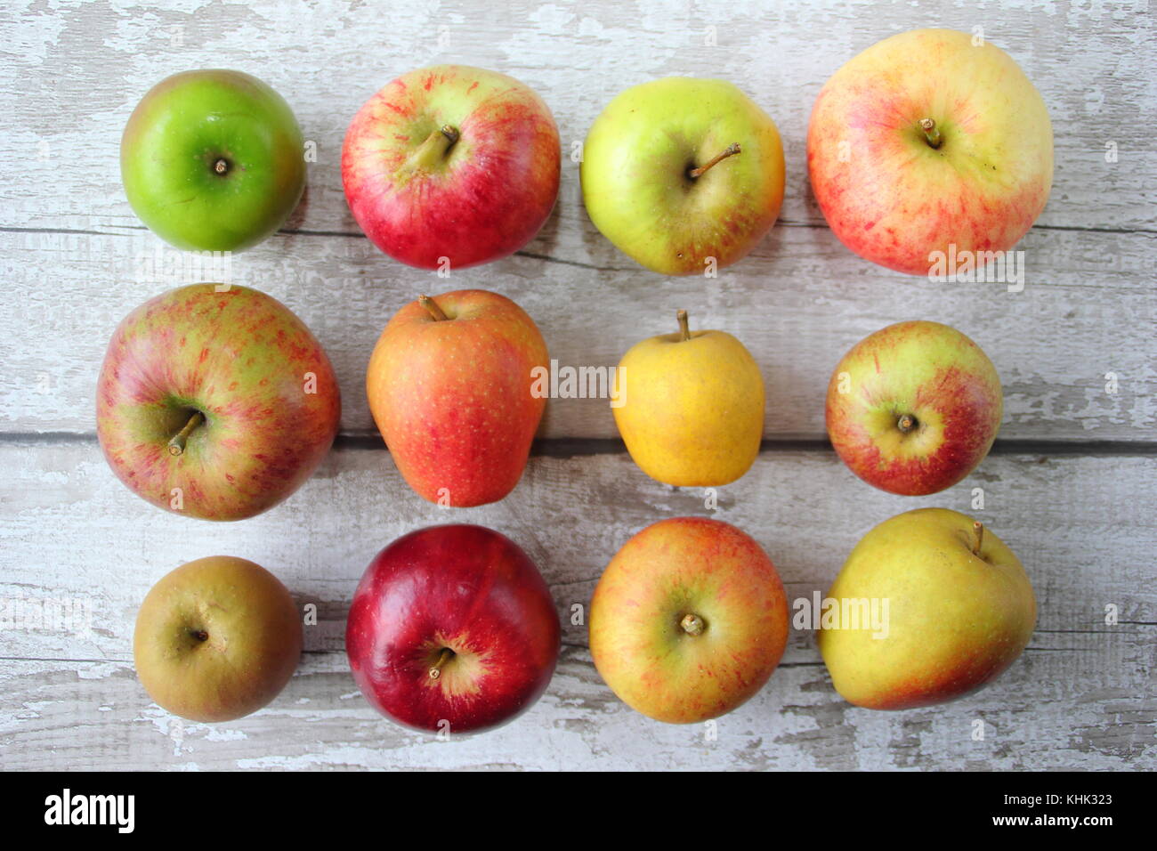 English apple (Malus domestica) varieties on display including Pitmaston Pineapple, Newton wonder and Worcester Pearmain, autumn, UK Stock Photo