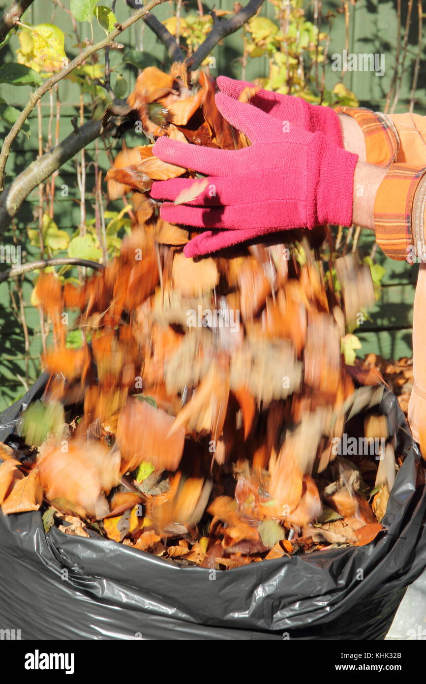 Fallen leaves are placed into a black plastic bag to make leaf mould in late autumn/early winter (November), UK Stock Photo
