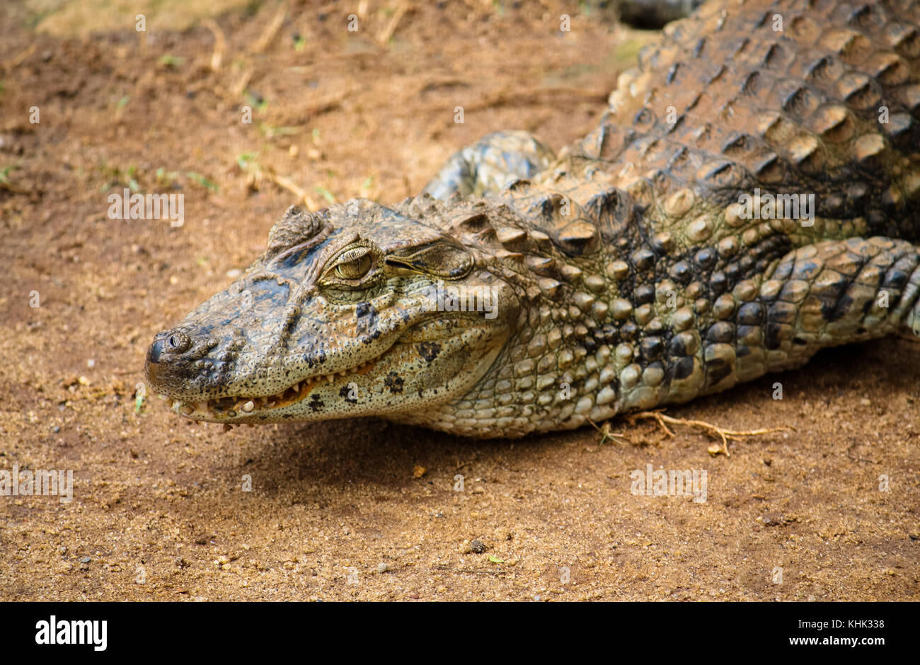 Spectacled caiman or common white caiman (Caiman crocodilus) close-up on a  sandy area. Focus emphasizing the animal head, the yellow eye and partly op  Stock Photo - Alamy