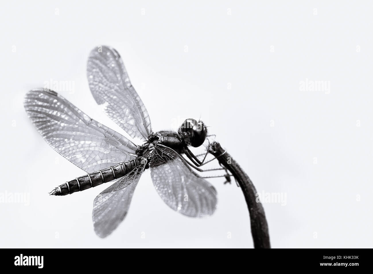 Black and white dragonfly with spread wings closeup sitting on a small ...