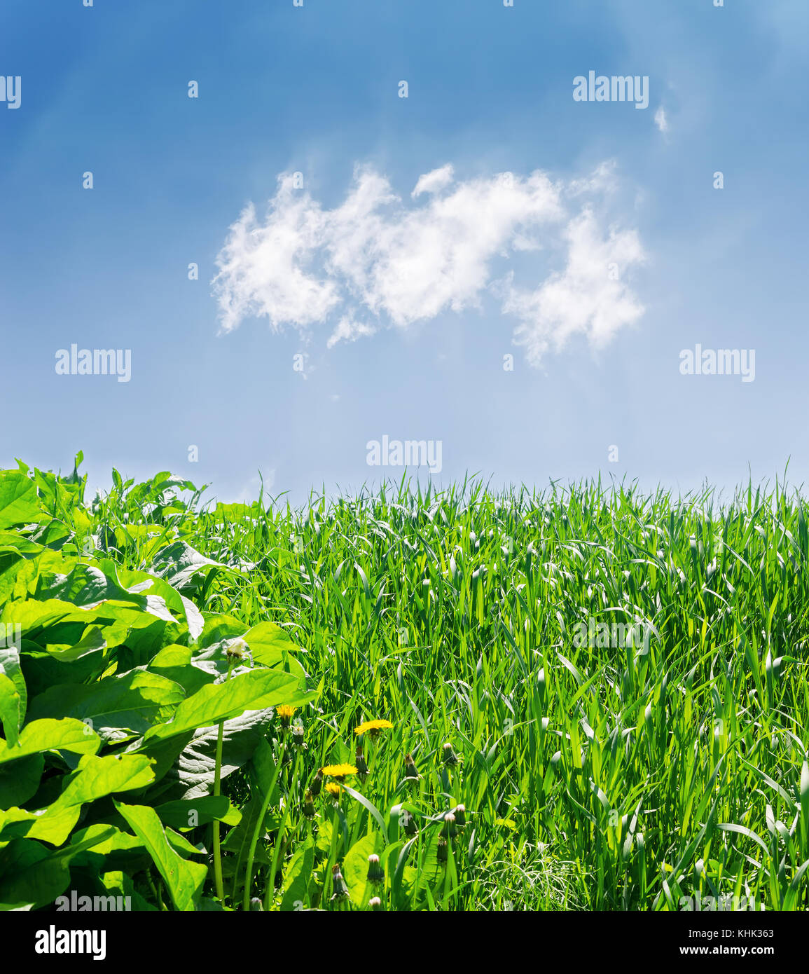 green grass close up and blue sky Stock Photo - Alamy
