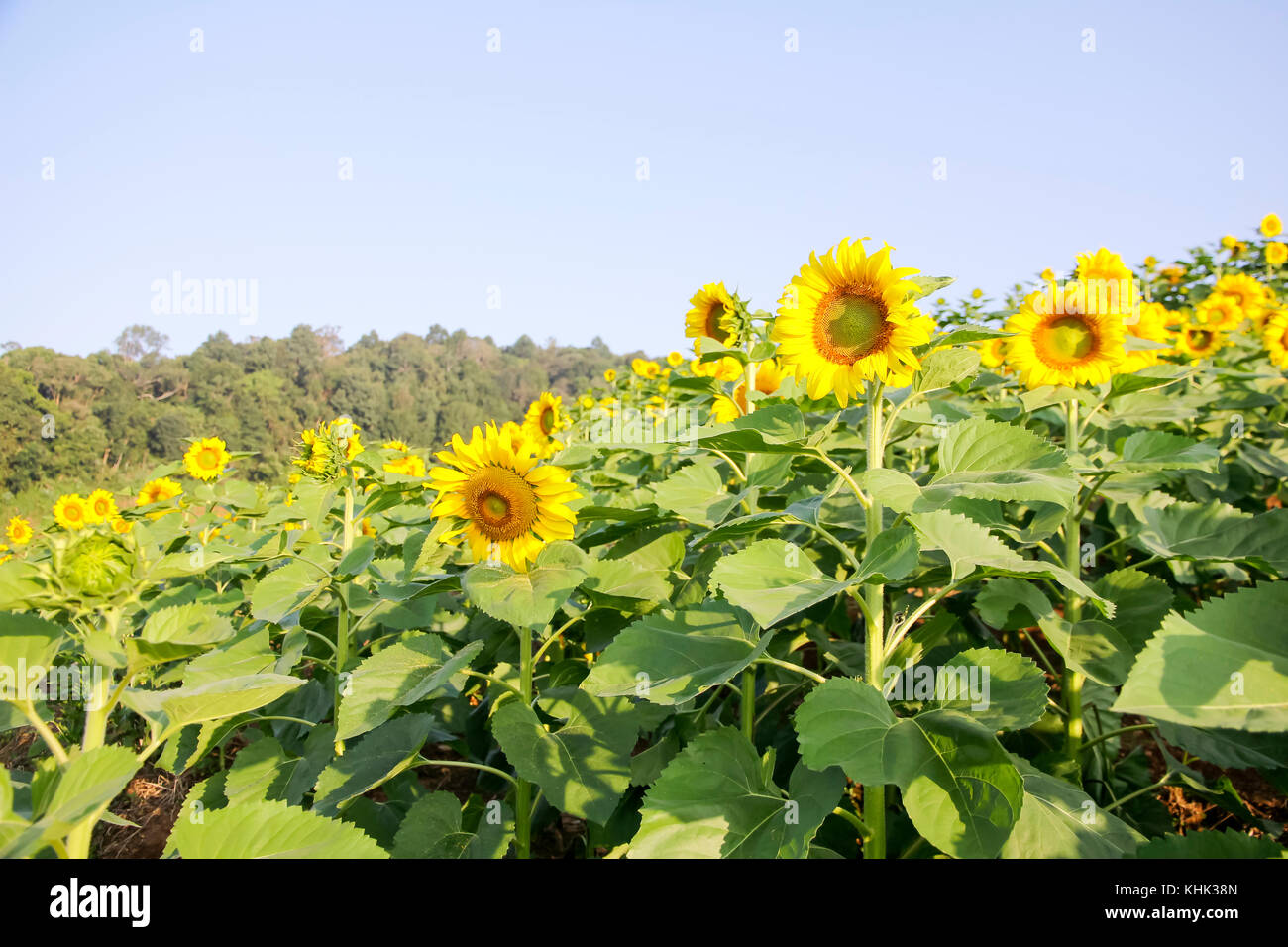 Sunflowers garden. Sunflowers have abundant health benefits. Sunflower