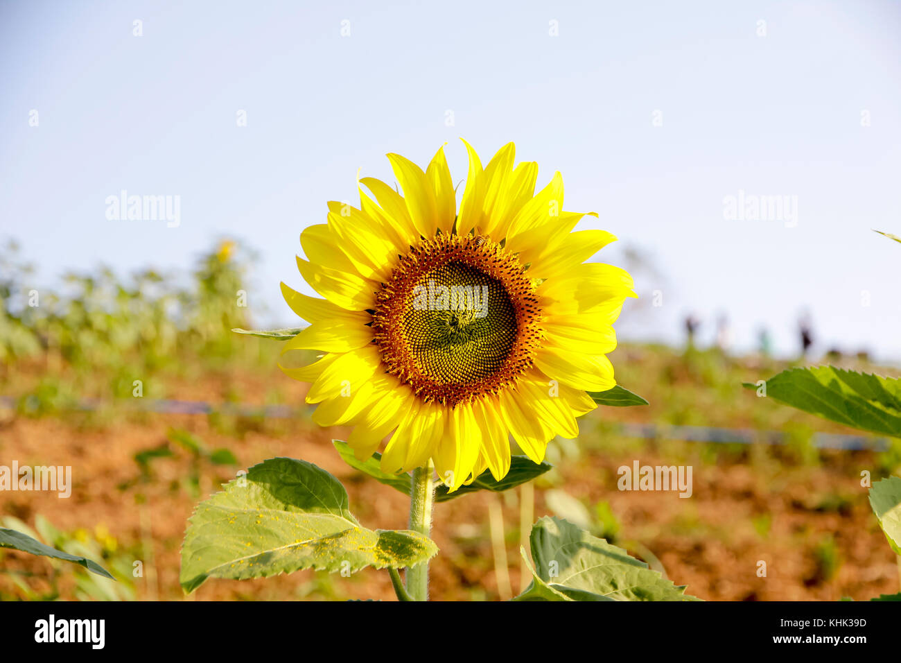 Sunflowers garden. Sunflowers have abundant health benefits. Sunflower