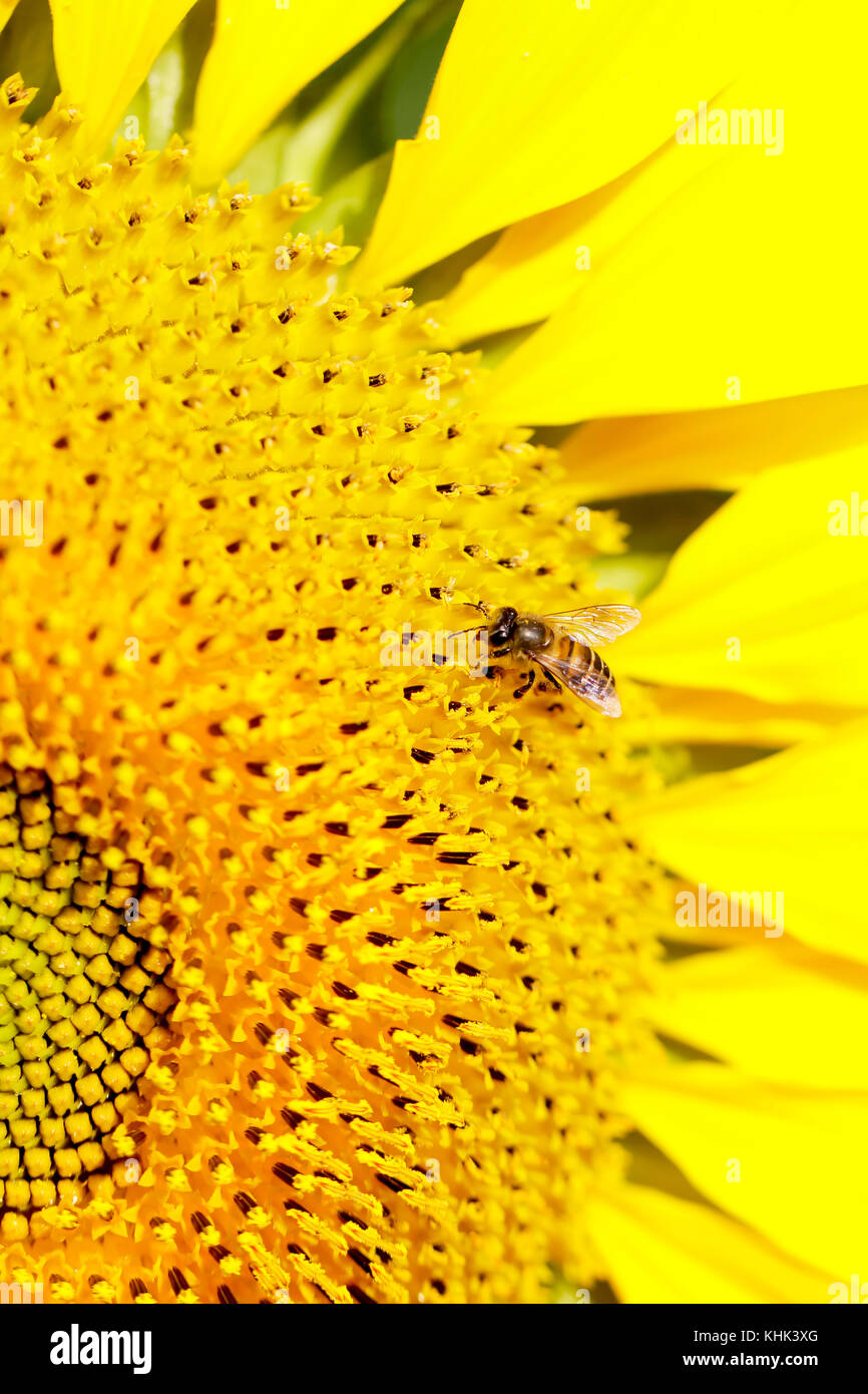 Field of sunflowers . Close up of sunflower against a field Stock Photo ...
