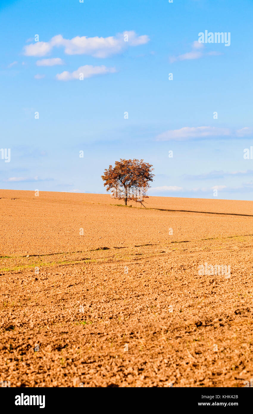 Lone tree in a Field at Autumn Stock Photo - Alamy