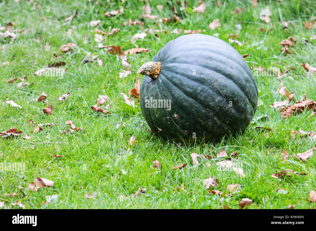Big Green Pumpkin on the Green Grass, Close-up Stock Photo - Alamy