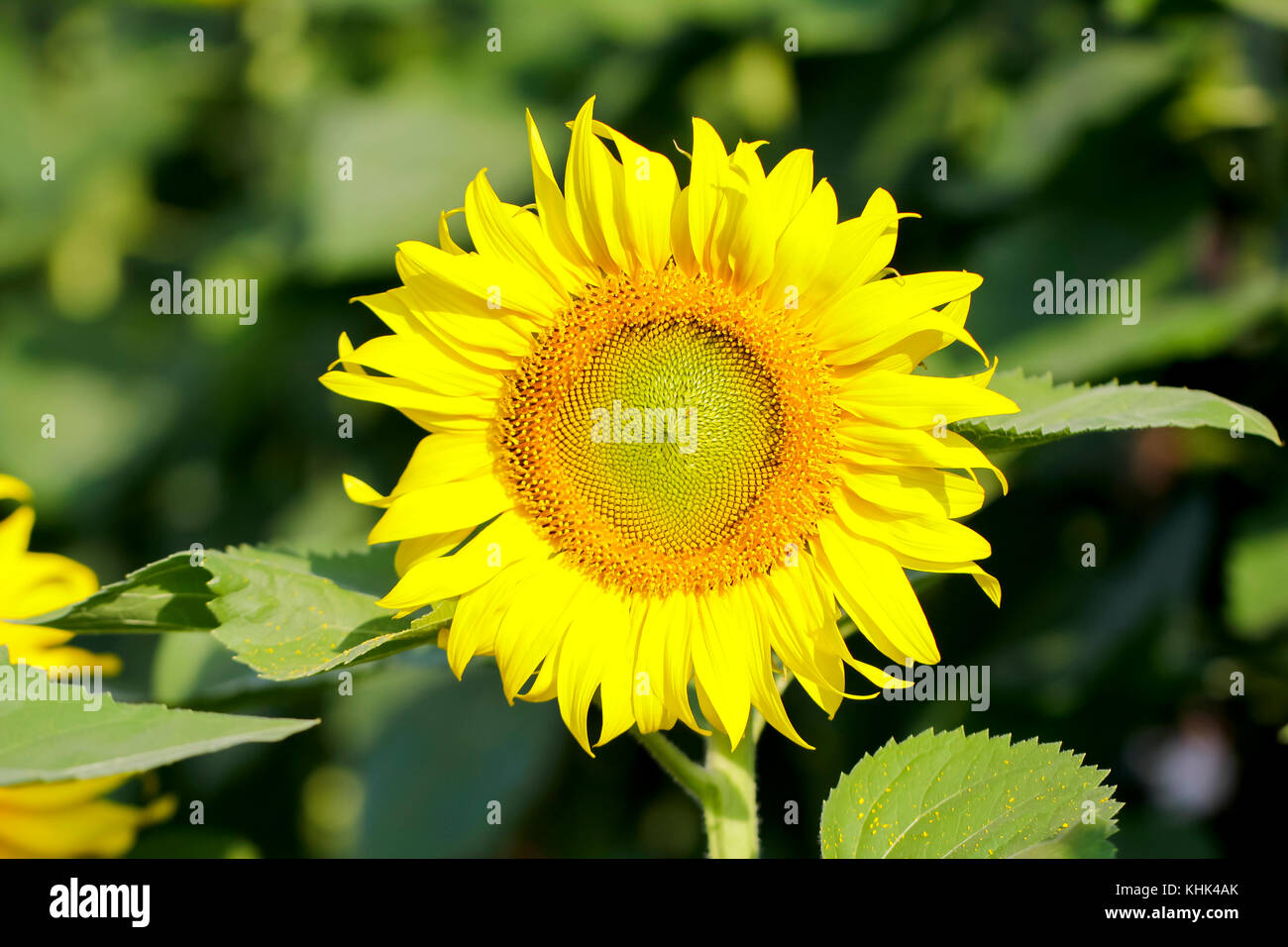 Sunflowers garden. Sunflowers have abundant health benefits. Sunflower