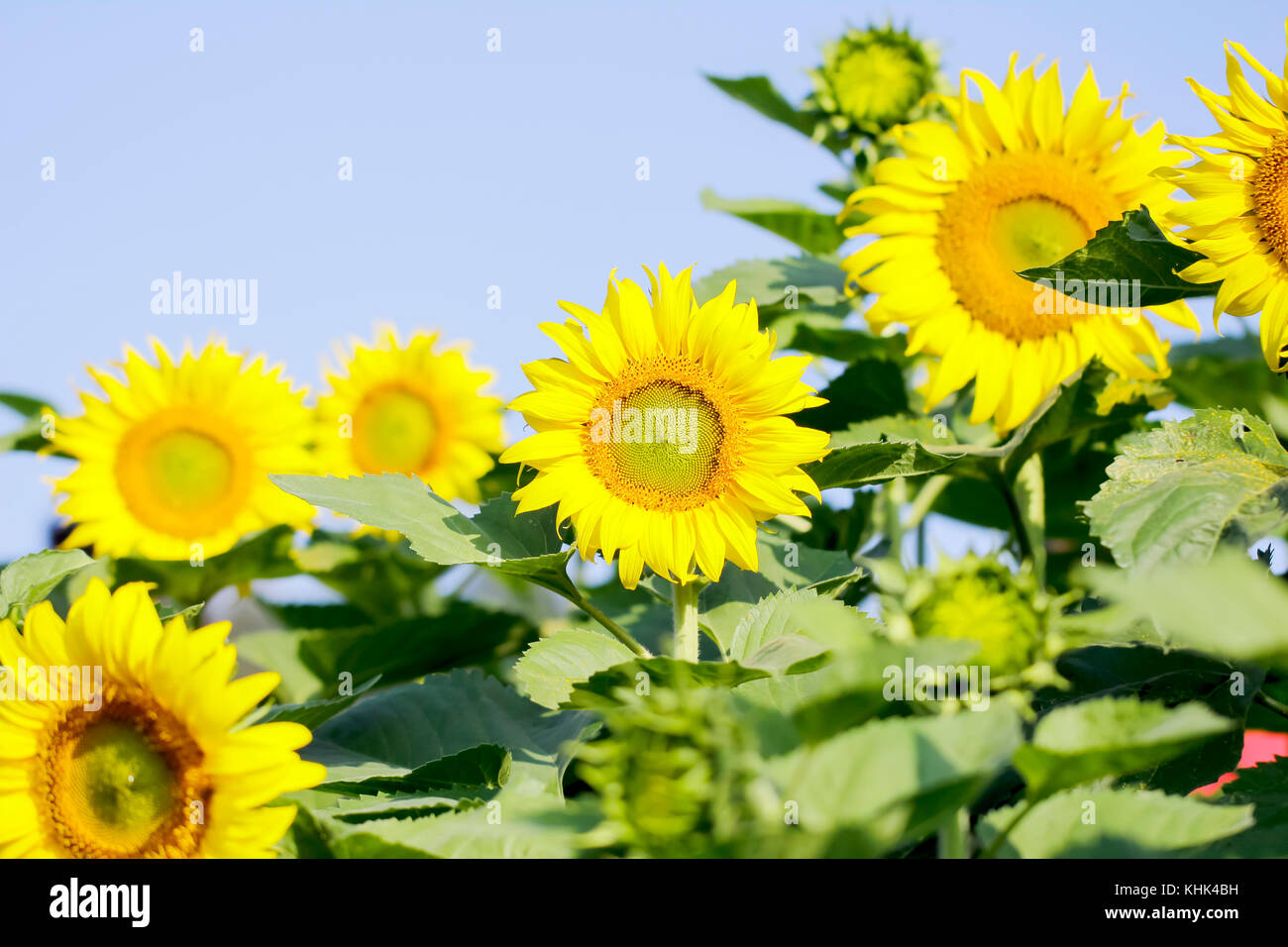 Sunflowers garden. Sunflowers have abundant health benefits. Sunflower
