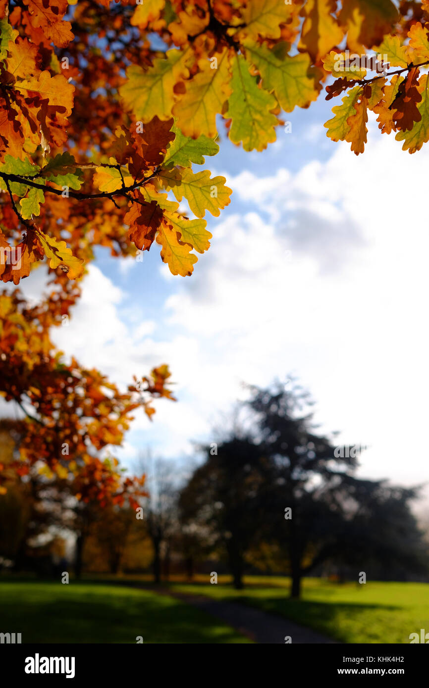 A cold Autumn season scene with falling brown leaves in a park in Harrow, London Stock Photo