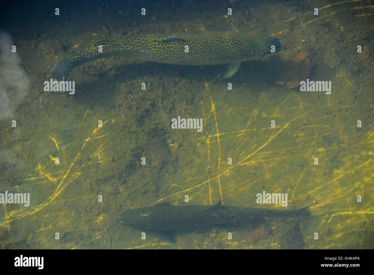 Rainbow trout in the water in the trout farm Stock Photo