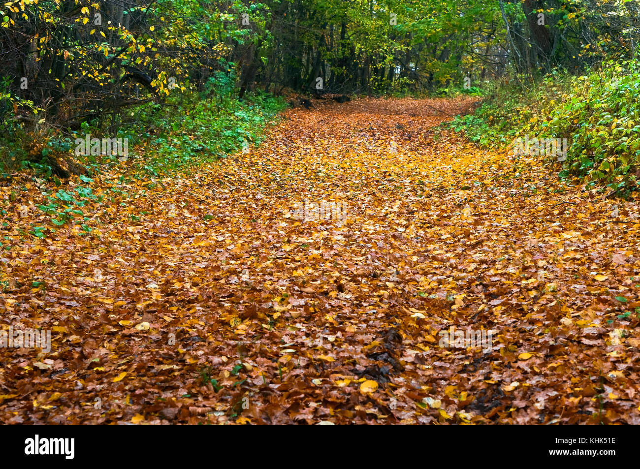 forest path in autumn forest trail in autumn fallen leaves Stock Photo ...