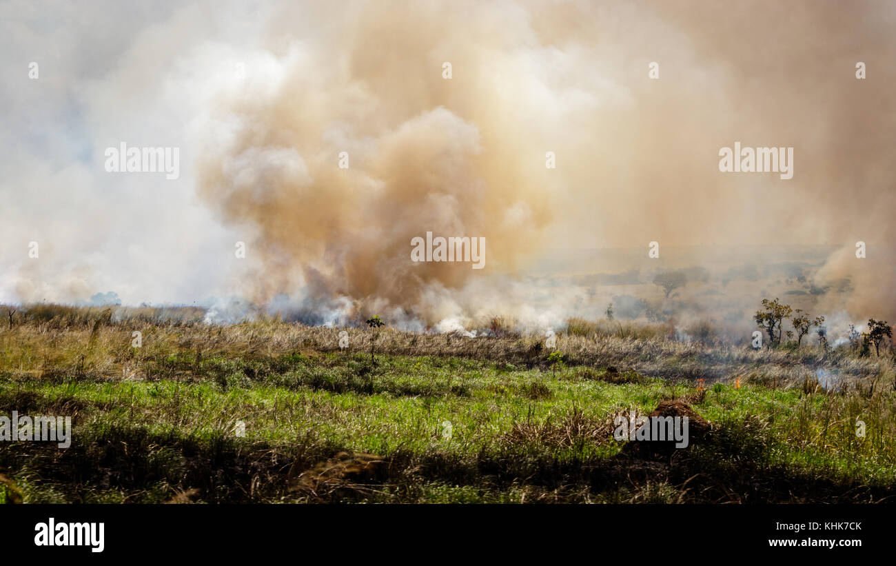 Slash and burn agriculture in murchison park, or fire fallow