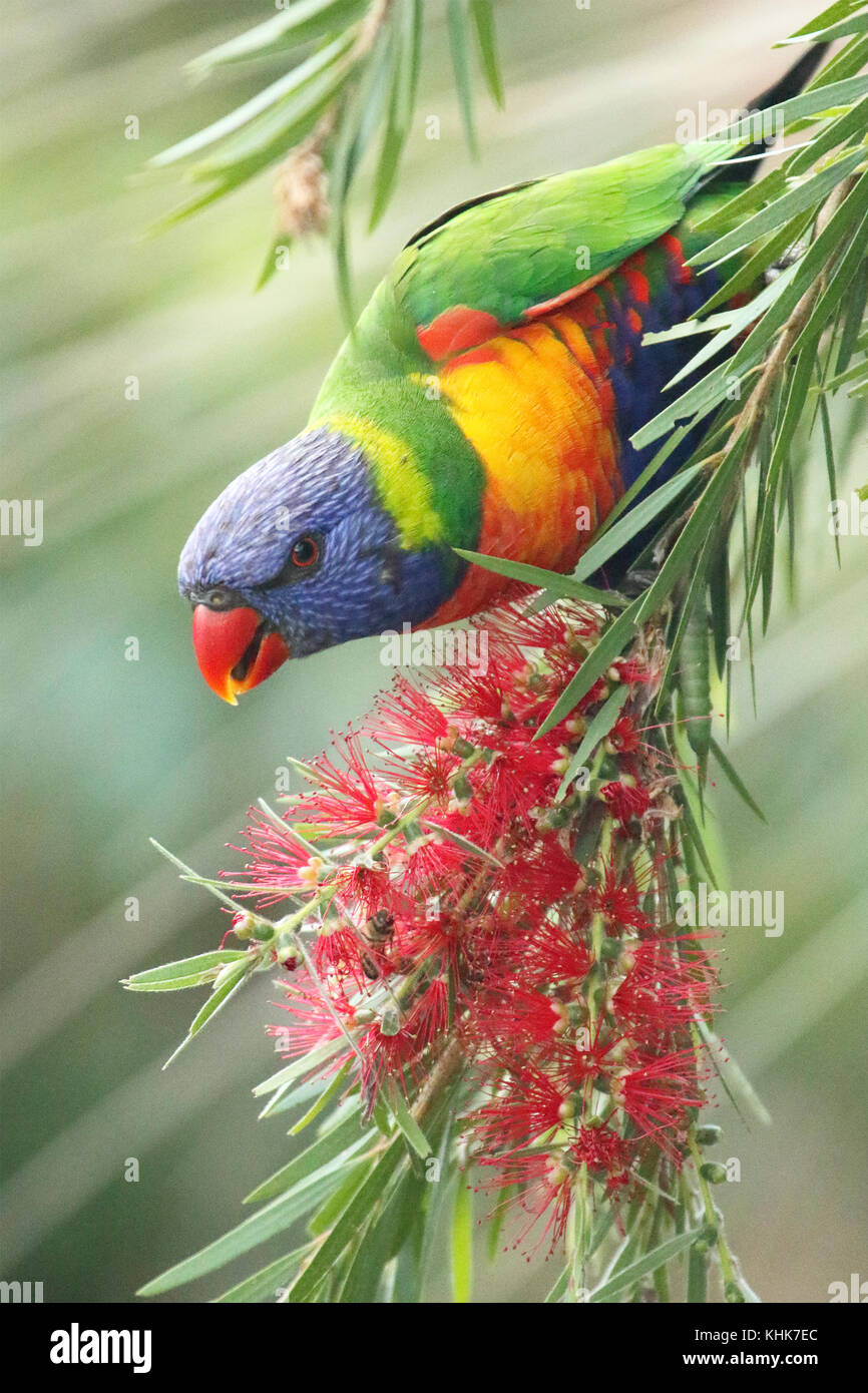 A Rainbow Lorikeet feeding on red flowers in coastal Australia Stock