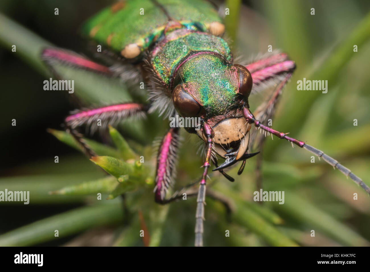 Green Tiger beetle (Cicindela campestris) on gorse bush. Tipperary, Ireland Stock Photo