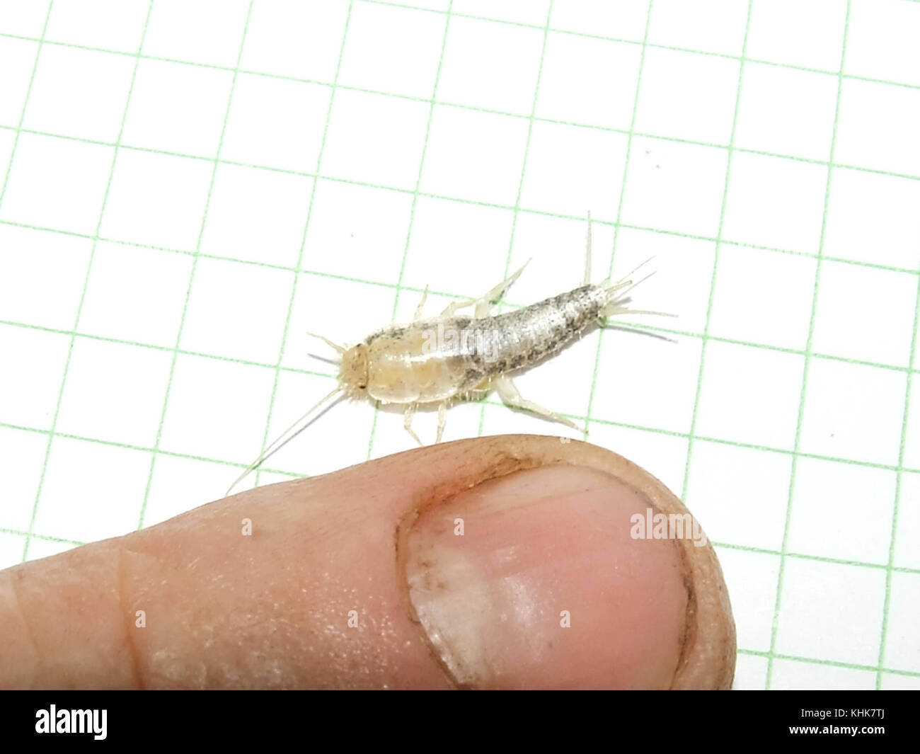 silverfish. Insect Lepisma saccharina Thermobia domestica in
