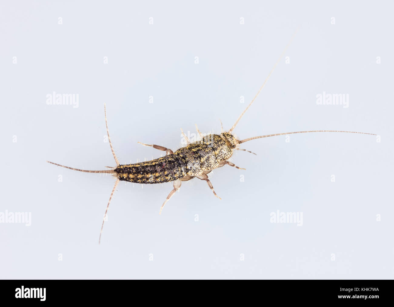 silverfish. Insect Lepisma saccharina, Thermobia domestica in normal habitat Stock Photo