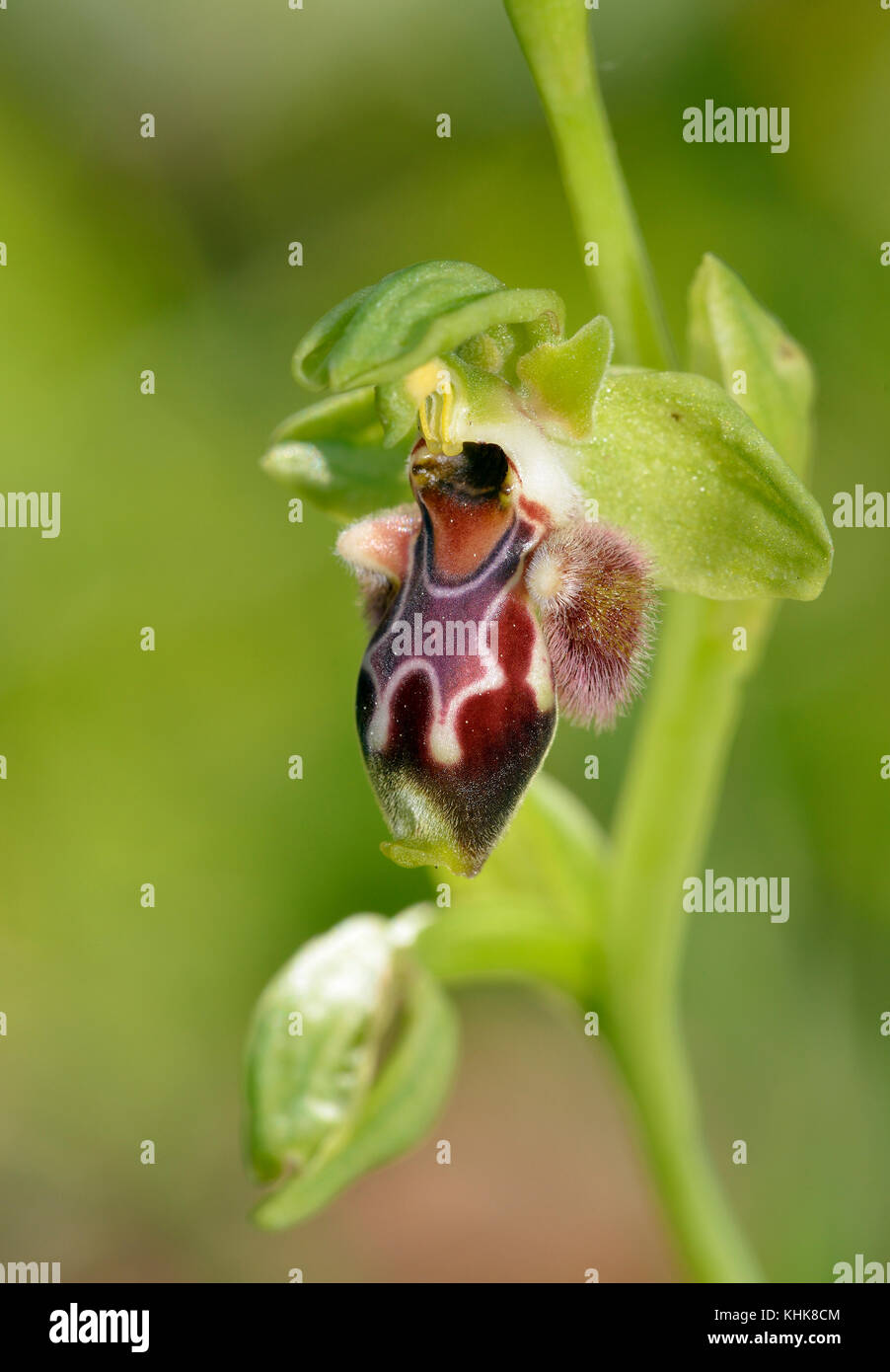 Ophrys attica  A bee orchid from Cyprus Stock Photo